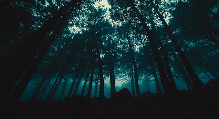 Woods at Night