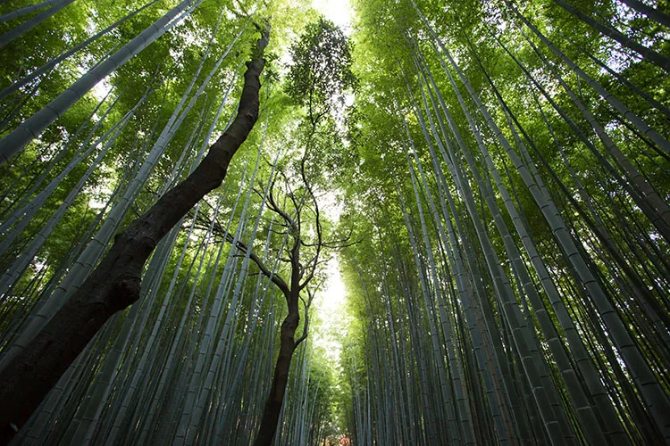 A Trunnel is an English word noting a road or path where, in summer, the leaves of trees on both sides form a canopy.