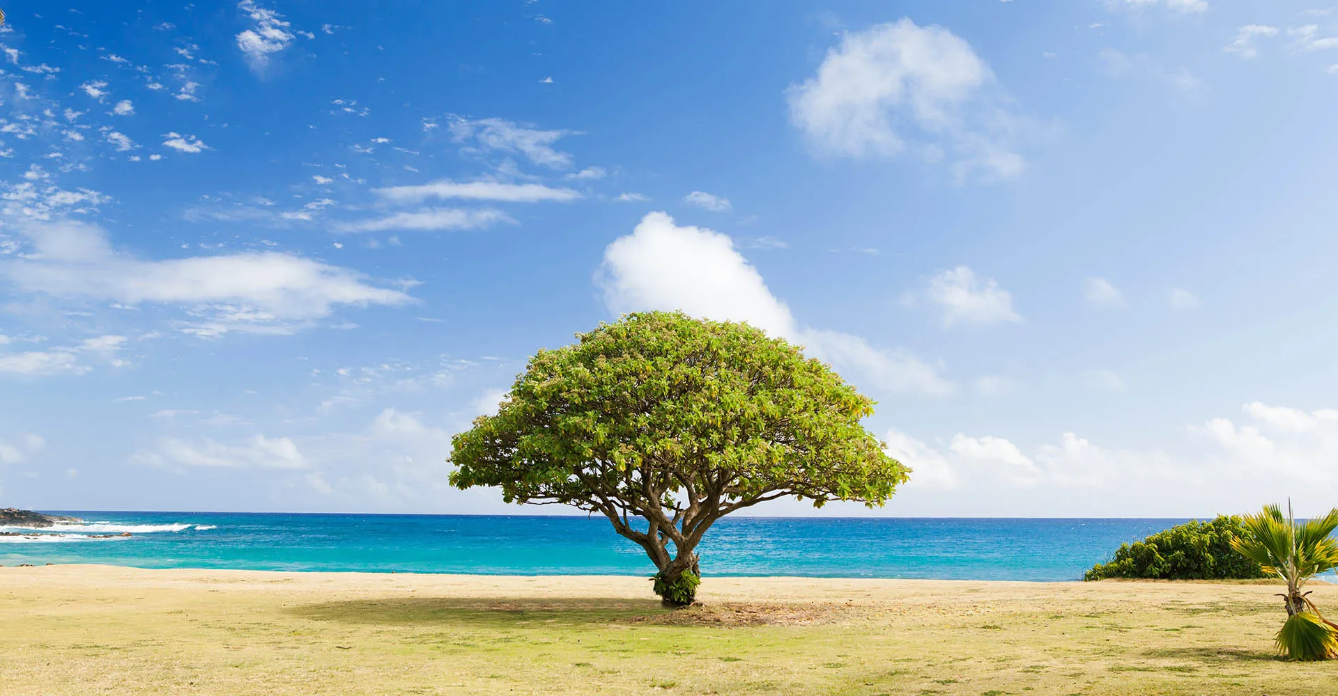 If you were a tree, what kind would you be? It's questions like this that throw MBA applicants off in their interview and create uncomfortable, unprepared moments.