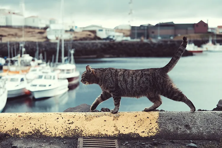 Tabby cat on a ledge