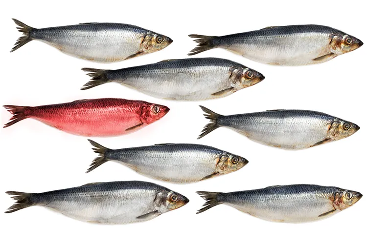 A group of herring with one of them red