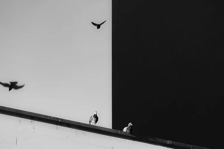 Black-and-white wall with birds