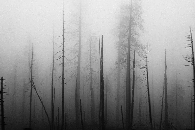 Scary woods