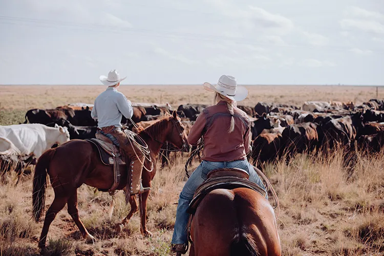 A man and a woman with cattle