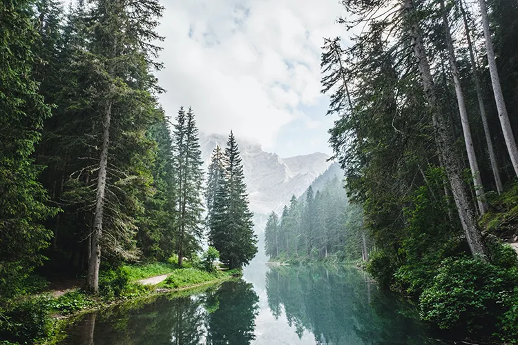Forest
