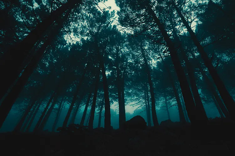 Low perspective of foggy forest