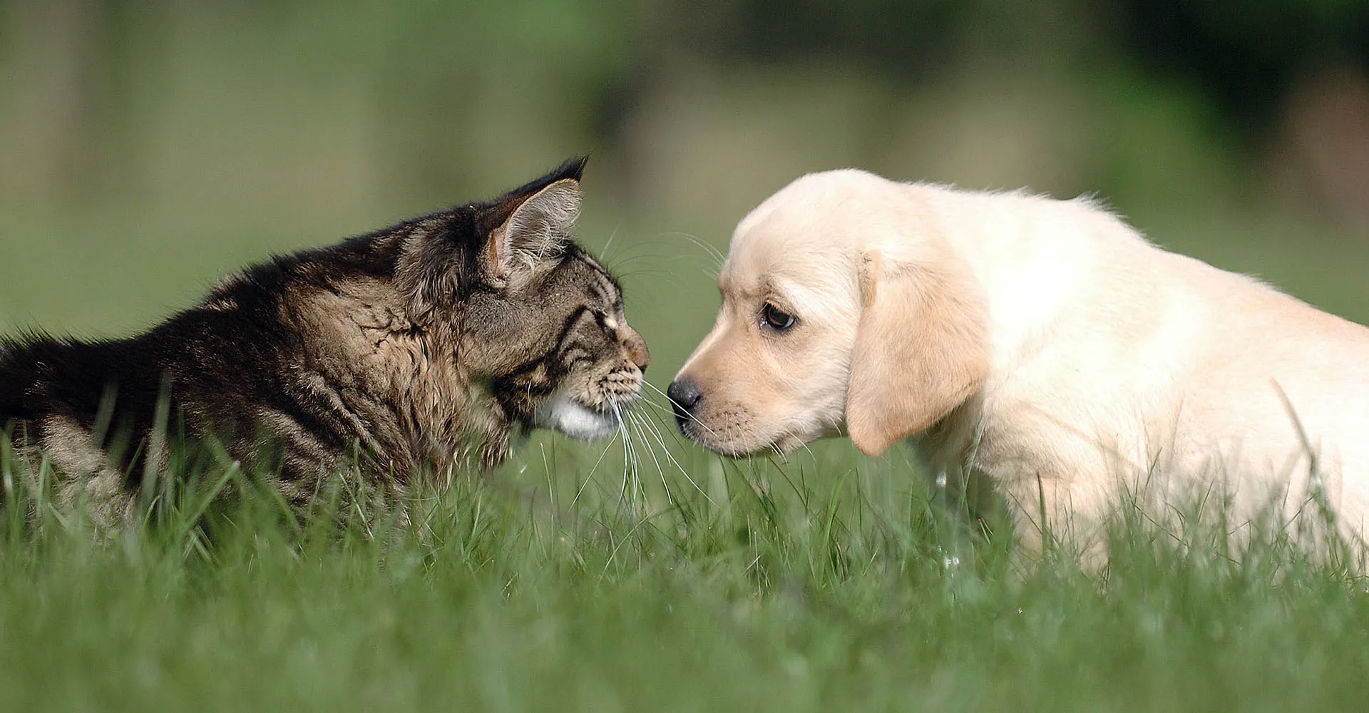 compare and contrast dog and cat essay