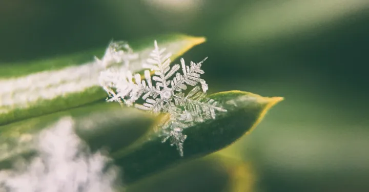 The Snowflake Method: How to Design Your Story from a Simple Premise